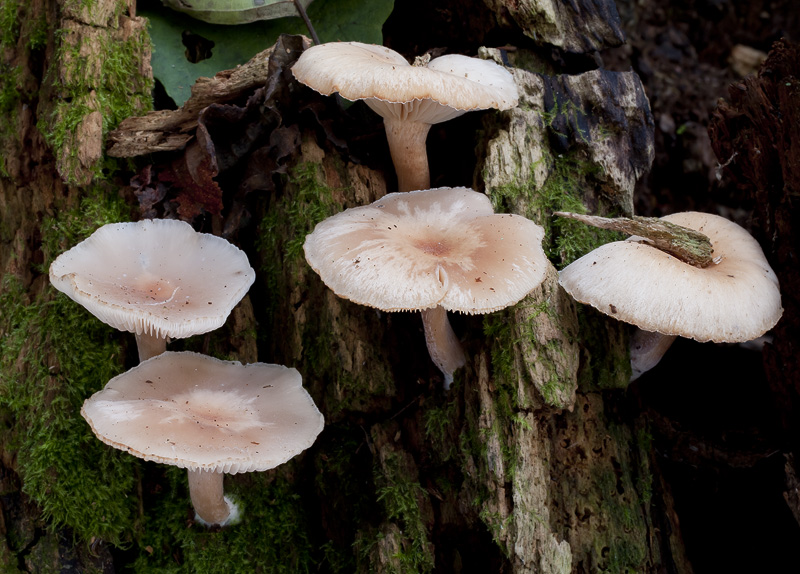 Clitocybe subbulbipes